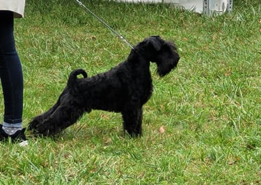 Vintus , jeune mâle Schnauzer nain noir