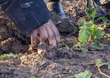 Récoltes poireaux et Radis à la ferme