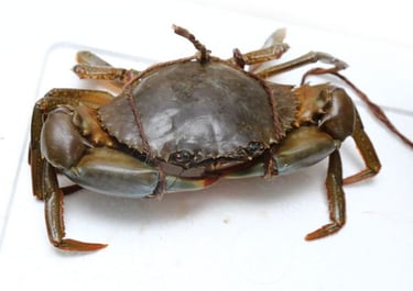 Ca Mau crabs