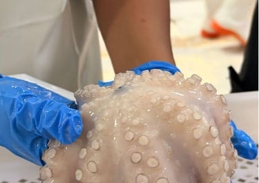 A worker in blue gloves holding a fresh, raw octopus showing tentacles and suction cups in a seafood market.