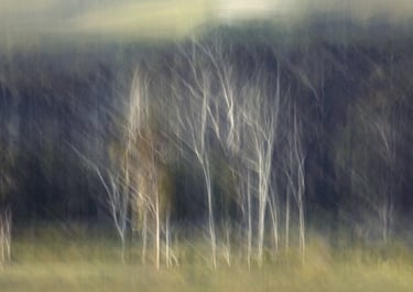 Soft focus forest with white tree trunks against dark woodland, ethereal landscape photography.