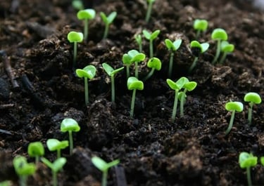 best gardening hacks for better home and garden tricks