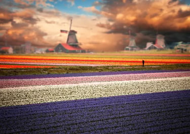 Vibrant rows of colorful Dutch tulip fields stretching toward historic windmills under a sunset sky.