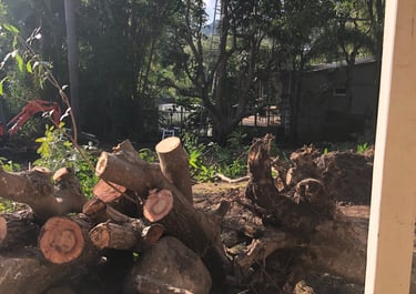 Half the vegetation removed ready for the arborist.