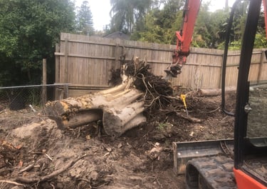 One of the many tree roots we removed.