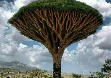Socotra Guide