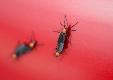 a pair of lovebugs on a red background