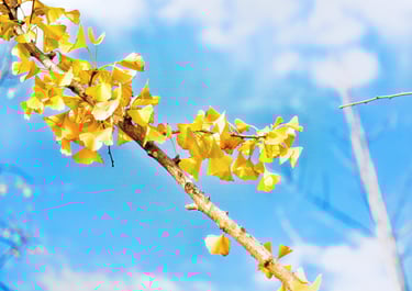 photo of yellow ginkgo leaves on a branch