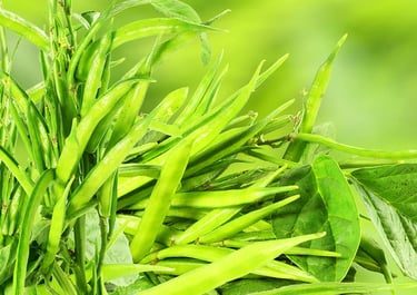 Guar bean