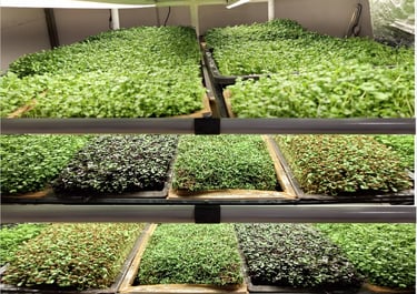 a picture of Early Greens microgreens nursery  produce