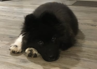Akita Américain chiot en apprentissage chez Canisens à Roanne