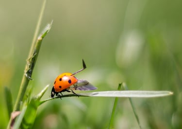 A red ladybug with black spots opens its wings to fly off a green blade of grass in a field.