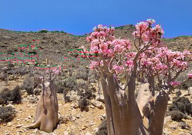 Socotra guide