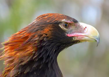 a bird of prey wedge-tailed eagle