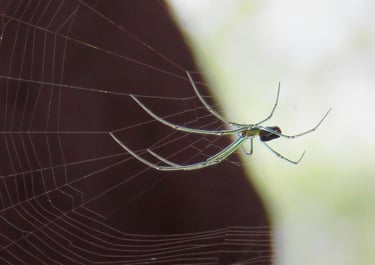 Orb Weaver