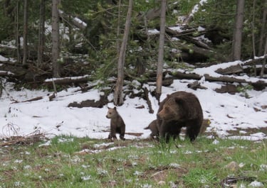Winter Grizzlies