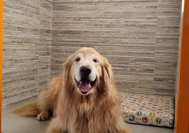 cachorro no hotel pet