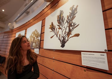 Alga! exhibition