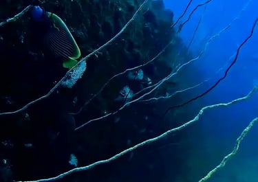 An Emperor Angelfish swims among whip corals on a dark underwater reef wall in deep blue ocean water.