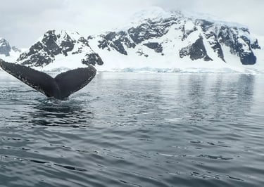 Anchorage, AK - A migrating gray whale off the coast of southern Alaska