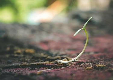 a small plant growing from the ground
