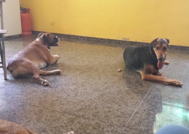 Guardería de día para perros