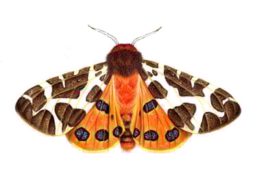 Tiger moth illustration