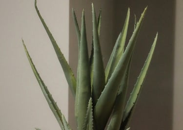 Aloe plant