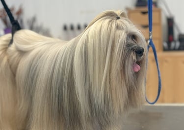 Lhassa apso à poils longs