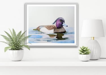 Tufted Duck original painting in a mock frame
