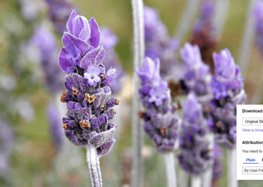 lavender-deodorizer-after-pet-waste-removal