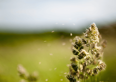 Flowery field releasing pollen into the air, a common trigger for seasonal allergies.