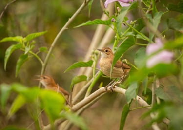um pássaro pousando em um galho de uma árvore