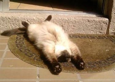 cat laying flat enjoying the sunshine
