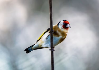 European robin perched on a frosty branch during a winter snowfall.