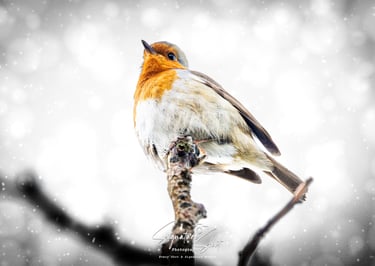 A white snowdrop flower with water droplets on its petals in a spring garden.