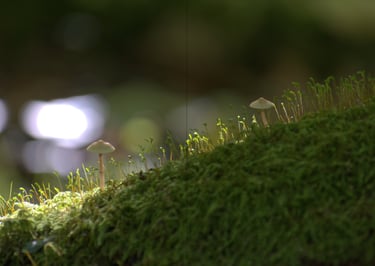 Ulterior pages 24-25