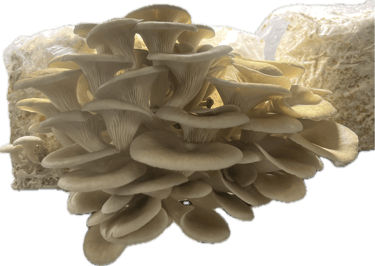 A cluster of fresh blue oyster mushrooms growing from a substrate block in a dark room.