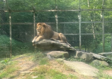 lion at claws n paws wild animal park near lake wallenpaupack pa 