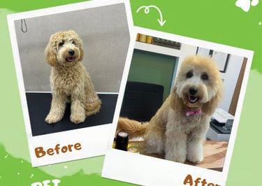 A dog before and after grooming