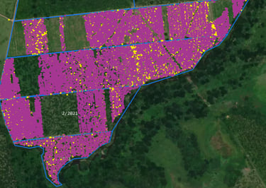 a map of a field with the number of flowers of polinization of a palm oil cultivation
