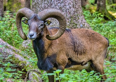 Le mouflon, animal emblématique du parc naturel régional du Haut-Languedoc