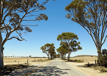 Tree lined BencubbinโKellerberrin Road with sandy feilds