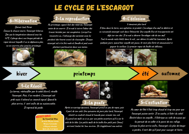 Le cycle de l'escargot