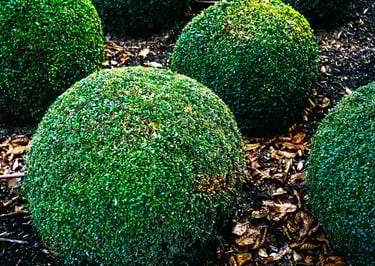 Company that trims bushes