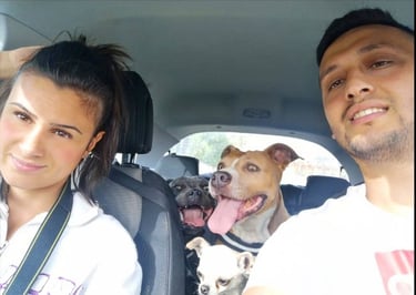 Grecalestaffs con Staffy, chiuhuahua e amstaff