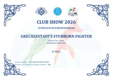 Certificato 4° Eccellente Club Show Raduno SIT Grecalestaffs Stubborn Fighter Jin