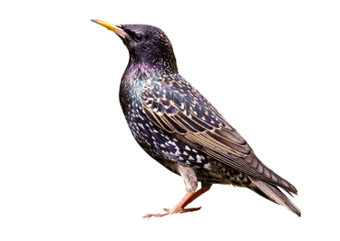 illustration représentant les problèmes liés aux étourneaux