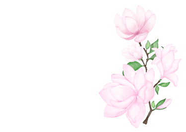 Pink Magnolia flower illustration for art prints, greeting cards and stationery