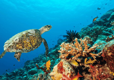 vėžliai koralai snorkelinimas